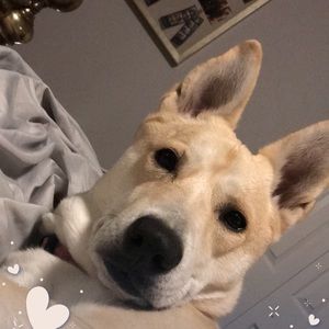 Meet your Posher, Alexa